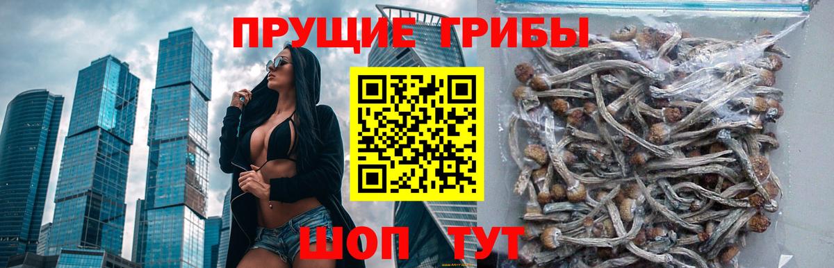 Псилоцибиновые грибы мицелий Острогожск